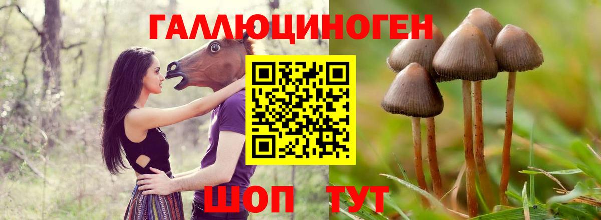 Галлюциногенные грибы Psilocybe  Псилоцибиновые грибы Psilocybine cubensis  Вход с VPN  Знаменск 